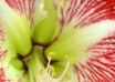 hippeastrum Mega Star ® (3)